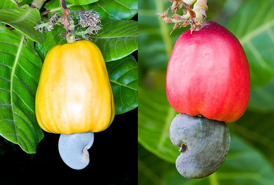 Read more about the article Anacardium occidentale L. (Cashew Nut)