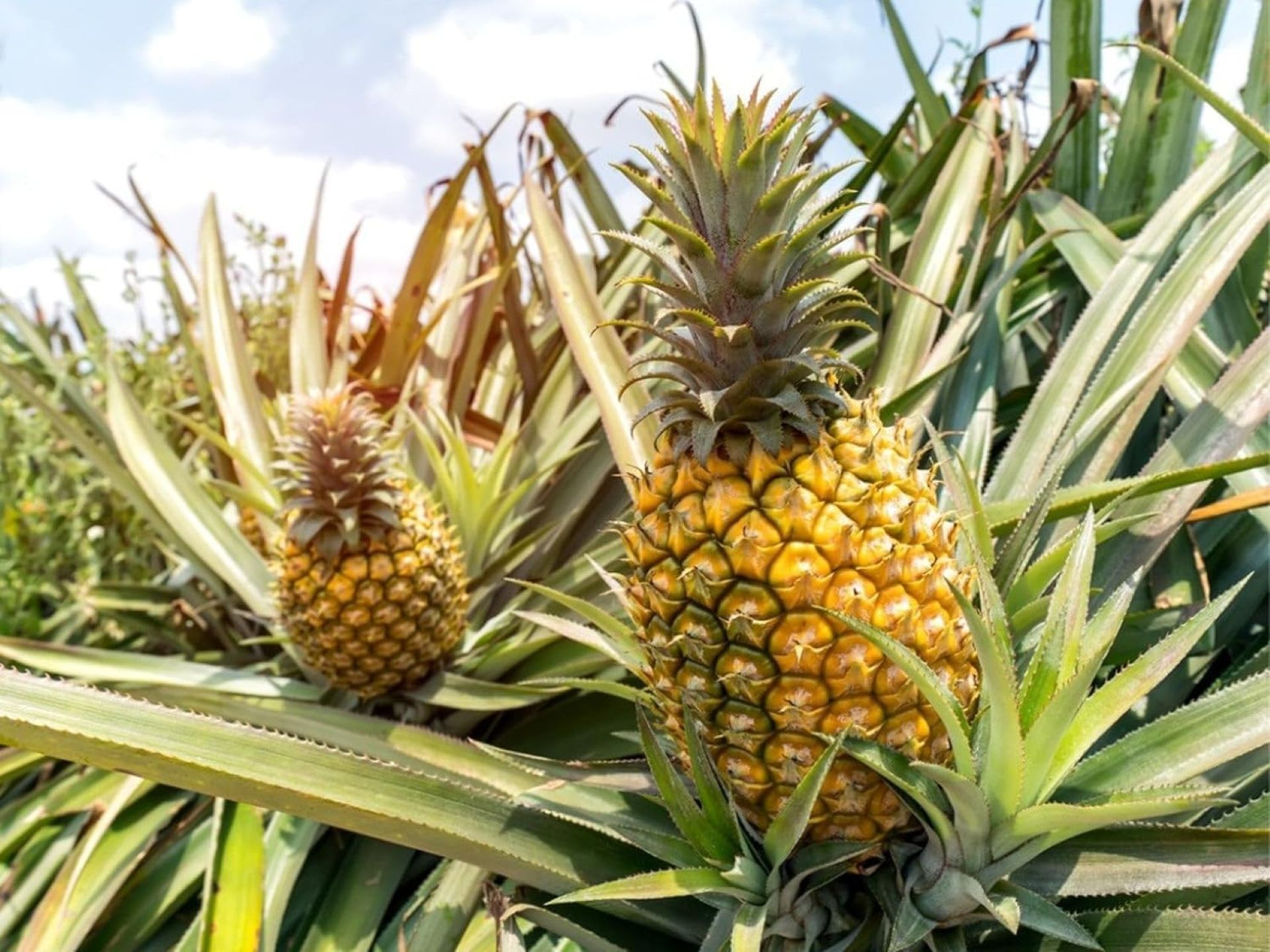 Read more about the article Ananas comosus (L.) Merr. (Pineapple)