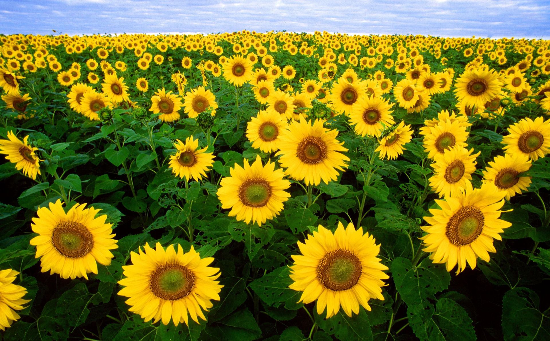 Read more about the article Helianthus annuus (Sunflower)