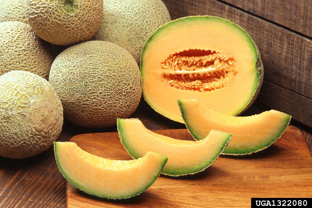 Read more about the article Cucumis melo L. (Cucumber Melon or Lambkin)
