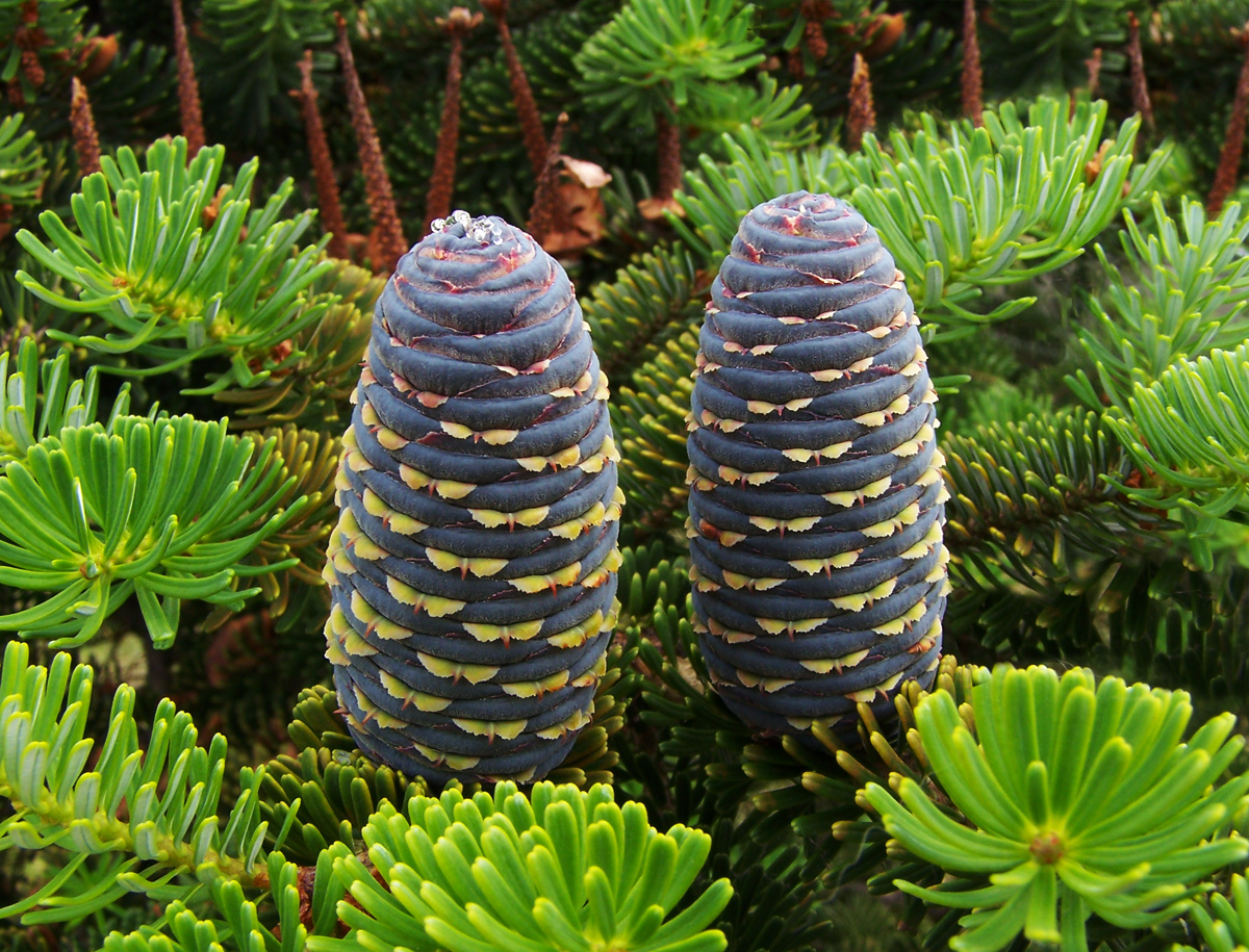 Read more about the article Silver Fir